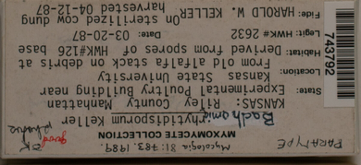 Badhamia rhytidosperma image